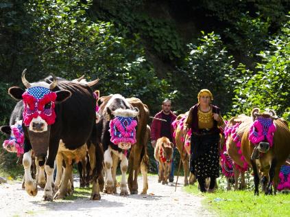 Yaylalara Mola Vererek Çıkın