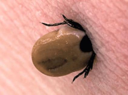 Kene Tehlikesine Dikkat!
Doğu Karadenizde Kırım Kongo Tehlikesi Artıyor
